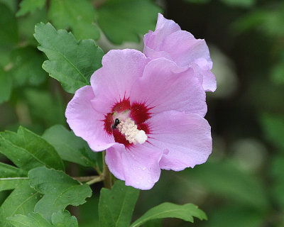 Hollyhock flower & ant
