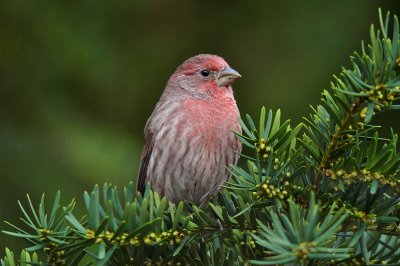 Backyard Birds 2008-2011
