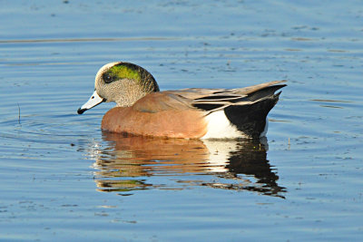 American Widgeon