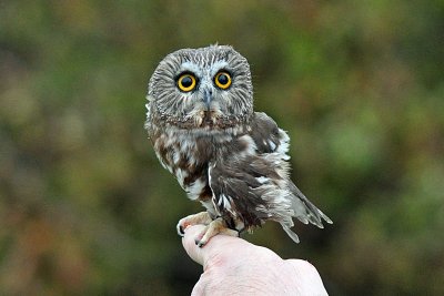 Northern Saw Whet Owl