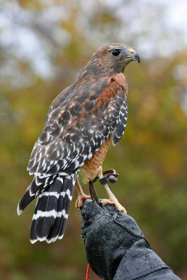 Red-shouldered Hawk