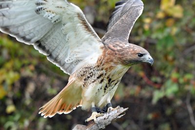 Red-tailed Hawk