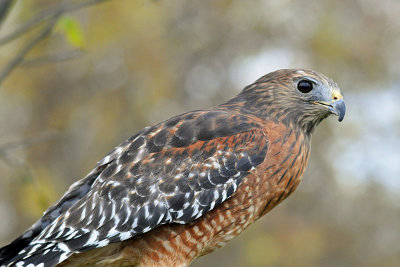 Red-shouldered Hawk