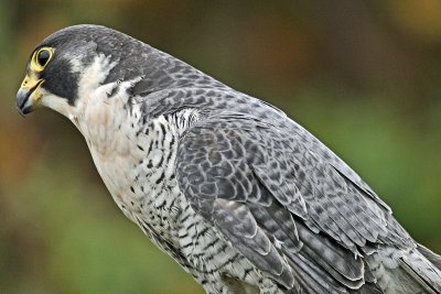 Peregrine Falcon