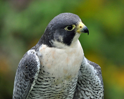 Peregrine Falcon