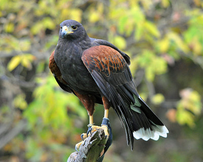 Harris' Hawk
