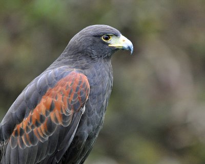 Harris' Hawk