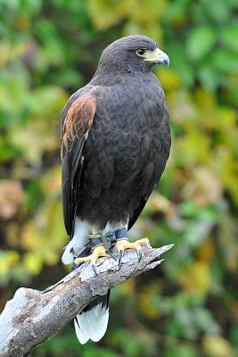 Harris' Hawk