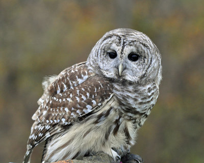 Barred Owl