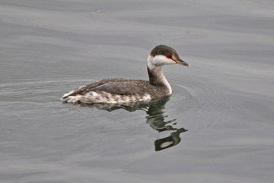 Horned Grebes