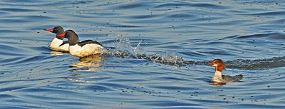 Merganser races