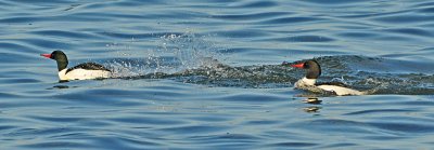 Merganser races