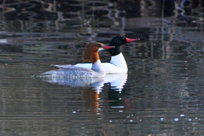 Common Mergansers