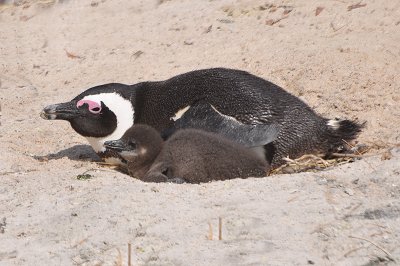African Penguin mother & baby