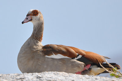 Egyptian Goose, Boulders Beach