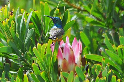 Collared Sunbird, Table Mtn. National Park