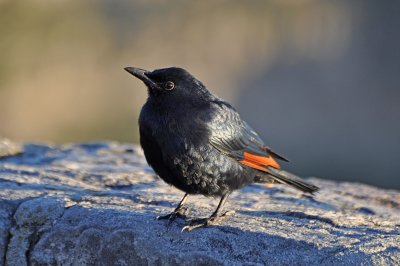 Red-winged Starling, Table Mtn.