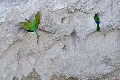White-fronted Bee-eaters