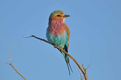 Birds of Africa 2012