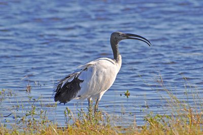 Chobe National Park