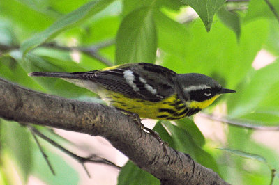 Magnolia Warbler