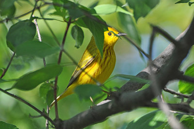 Yellow Warbler