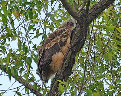 Great Horned Owl juvenile