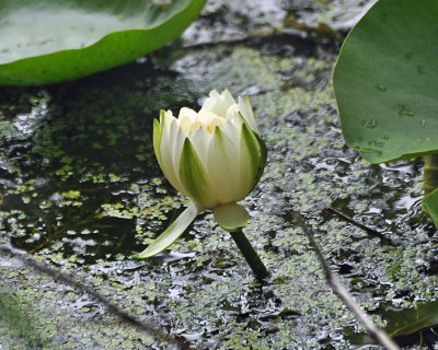swamp bloom