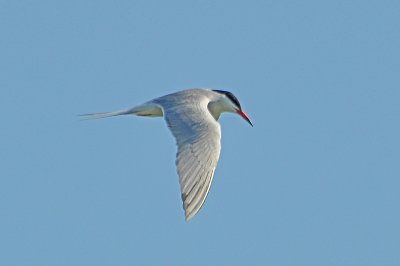 Common Tern