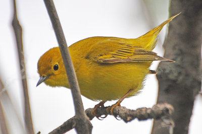 Yellow Warbler female