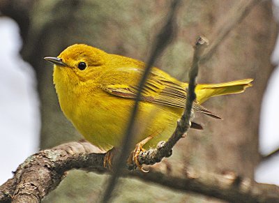 Yellow Warbler female