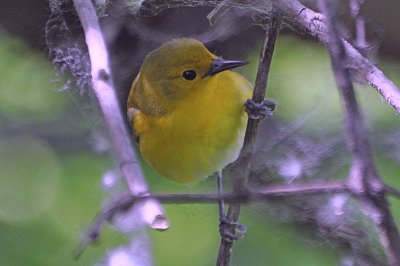 Yellow Warbler female
