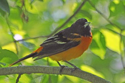Baltimore Oriole