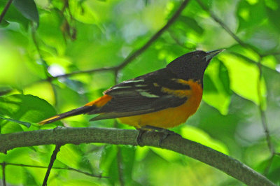 Baltimore Oriole