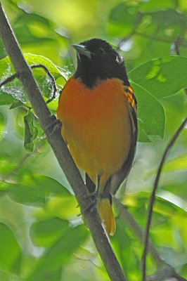 Baltimore Oriole