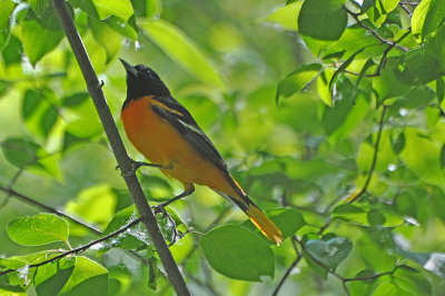 Baltimore Oriole