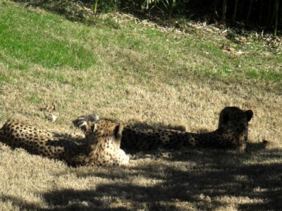 DSCF7271.jpg