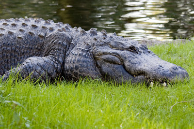 Some interesting pictures from Busch Gardens
