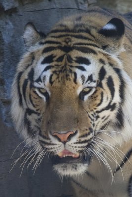 Busch Gardens Cats and Things #2