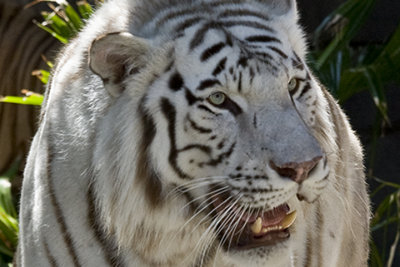 Another good time to take Cats, Cats, Cats at Busch Gardens