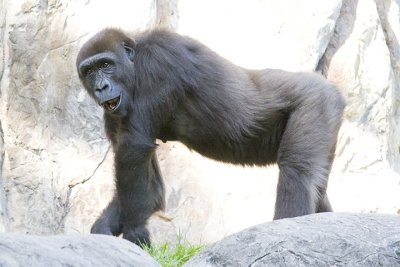 More animals at Busch Gardens Great day