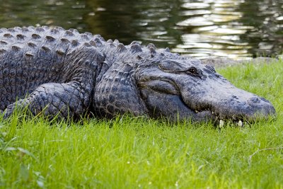 A interesting time at Busch Gardens