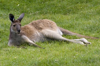 A visit to Toronto Zoo, Lots of walking