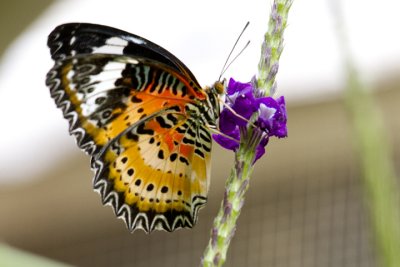 IMG_0845.jpg