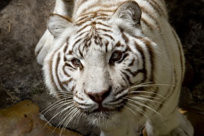 More photos from Busch Gardens some interesting photos. Enjoy! All images by: Norm Johnstone © 2012