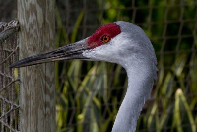 IMG_4571.jpg