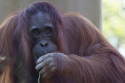 Wildlife at Busch Gardens
