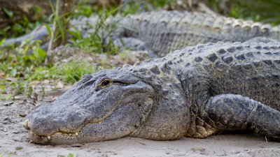 More photos of Busch Gardens