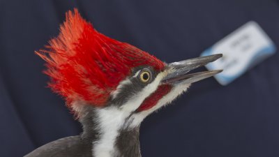IMG_1033.jpg