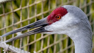 IMG_1061.jpg